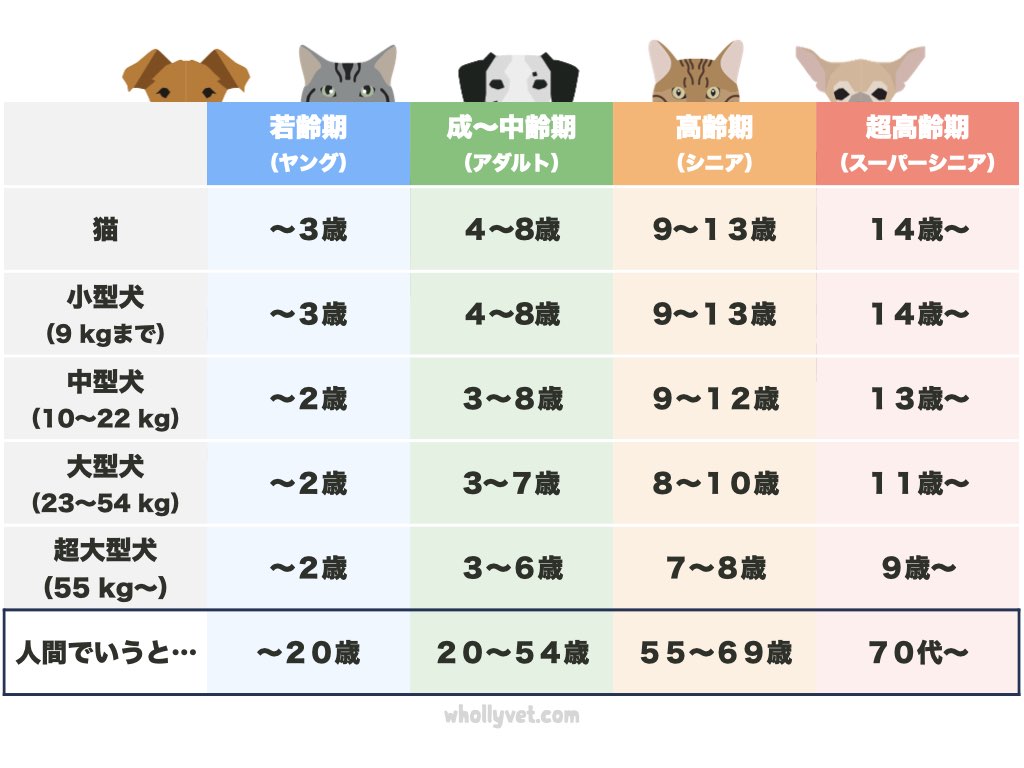 猫 8 歳 人間 年齢