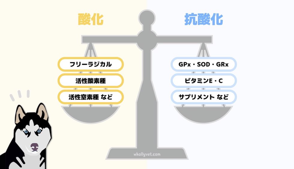酸化と抗酸化はバランスが大事