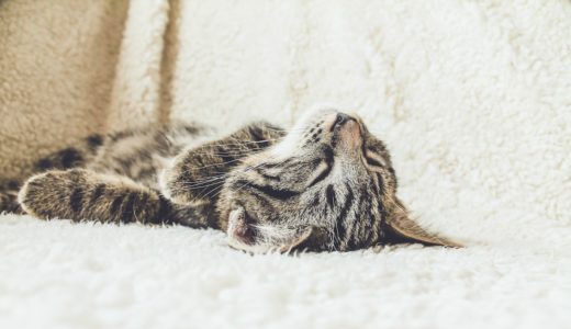 しつこい涙やけ よだれやけはどうする Wholly Vet