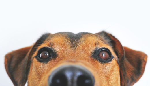 論文紹介 犬の癌の予防と治療にターメリックとローズマリーを Wholly Vet