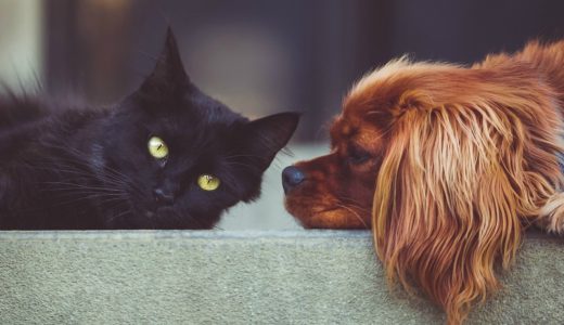 しつこい涙やけ よだれやけはどうする Wholly Vet