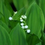 犬猫に毒性を示す植物 Wholly Vet 犬猫に毒性を示す植物 Wholly Vet
