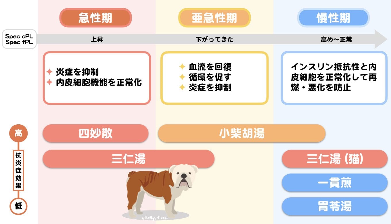 猫の膵炎（三重炎）の治療  Wholly Vet