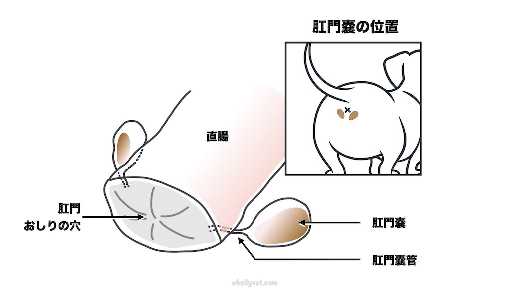 肛門嚢の正しいケア Wholly Vet 肛門嚢の正しいケア Wholly Vet