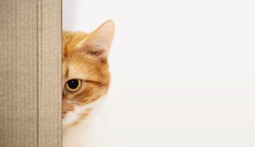 しつこい涙やけ よだれやけはどうする Wholly Vet